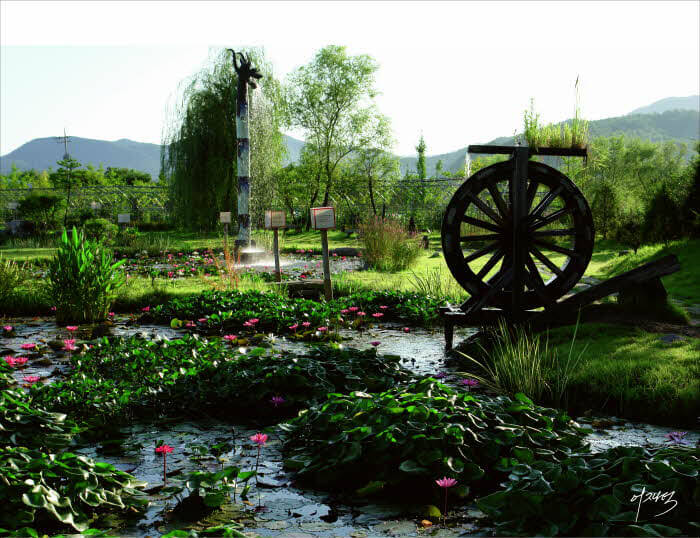 세미원 연꽃축제 열대수련원