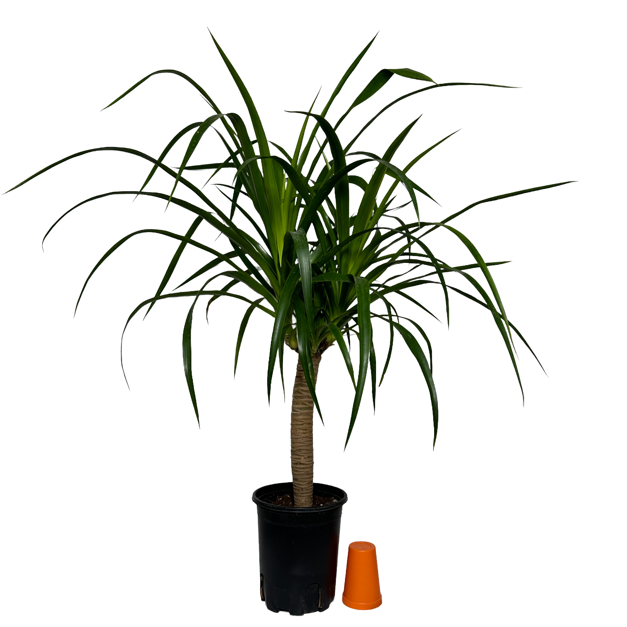 키우기쉬운 실내 정화식물 드라코 키우는 법