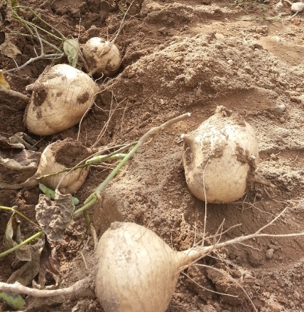 히카마 가격 시세