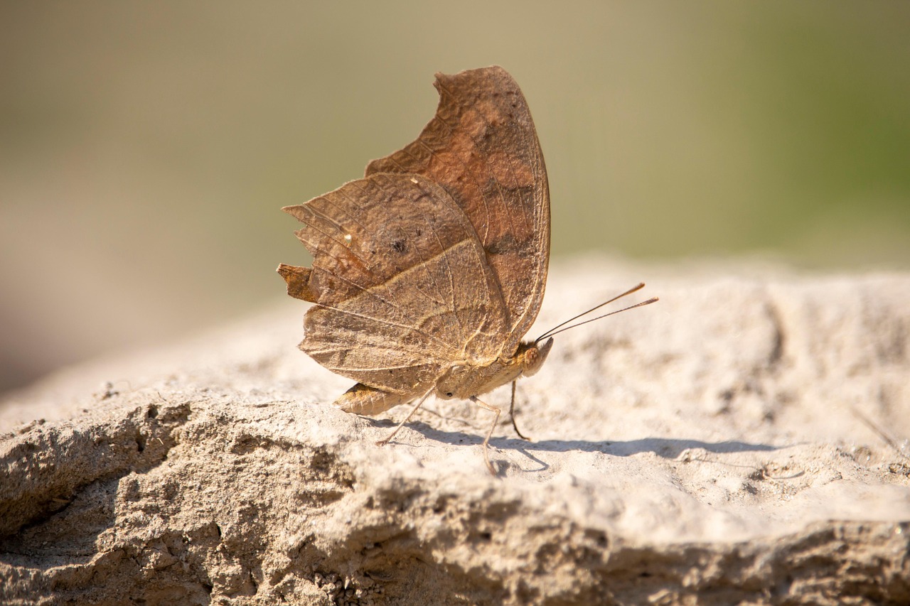 교통 호재와 부동산 투자 심리의 관계