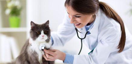 수의사와 고양이.