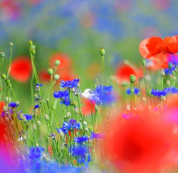 양귀비_축제_꽃