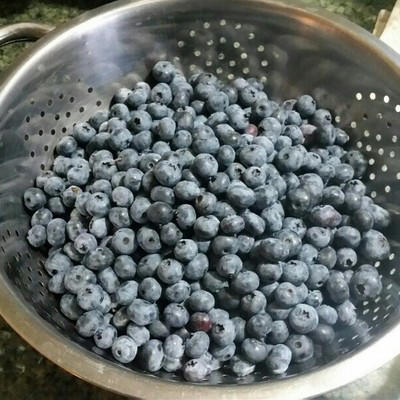 냉동 블로베리 세척법