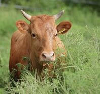 2025년 을사년 1월 운세 (2) 소띠 '뱀은 내 친구인데?'