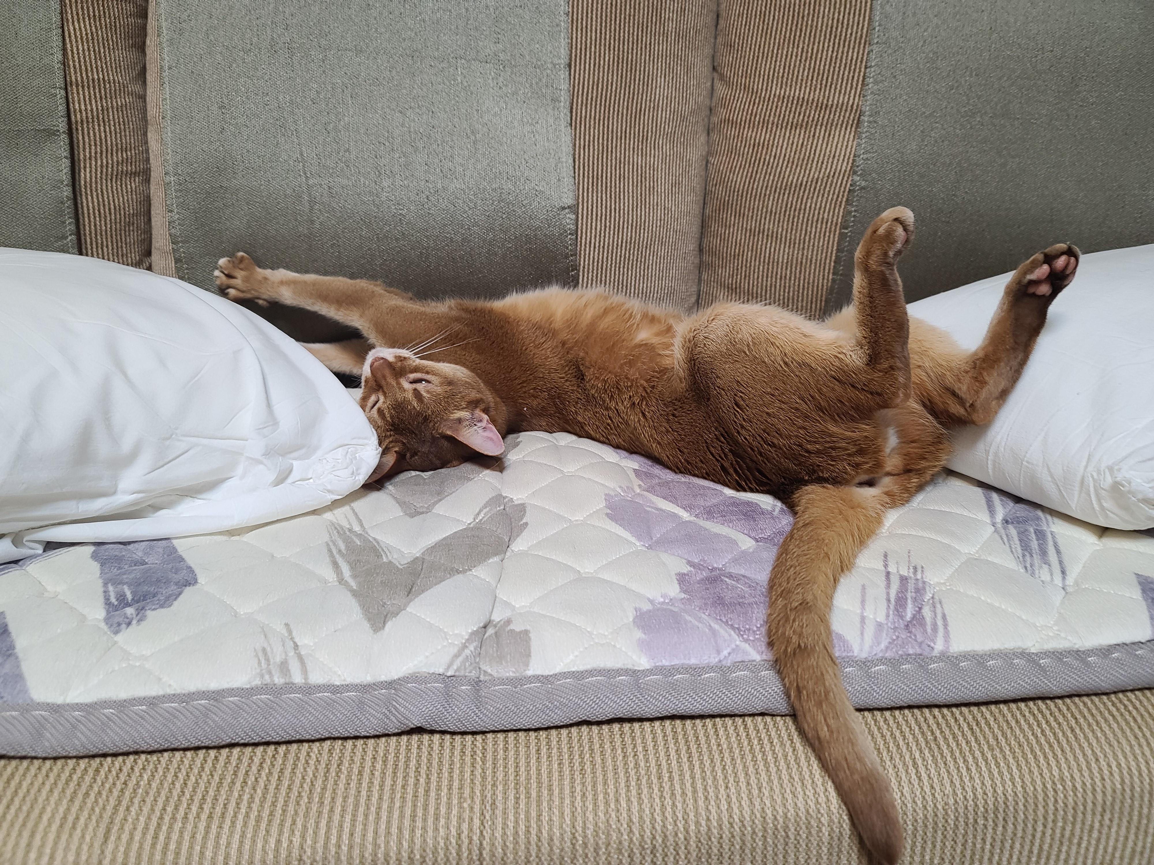 전기장판에 녹고 있는 고양이