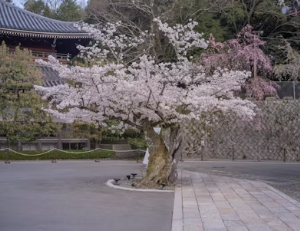 2026 벚꽃 관광지 전국 완벽 가이드