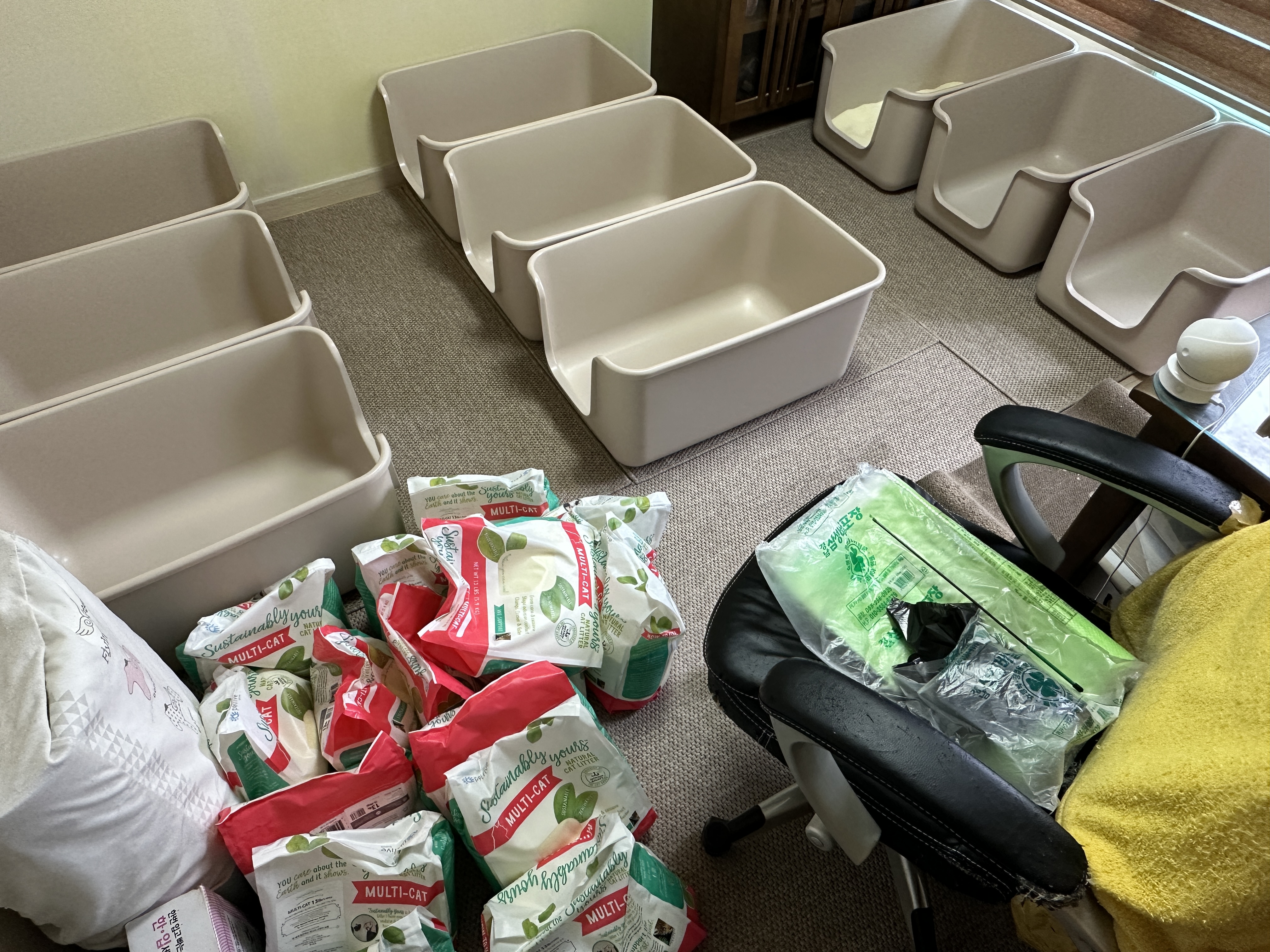 5월의 고양이들 화장실 모래 전체 갈이 (feat. 건이, 루디, 루나)