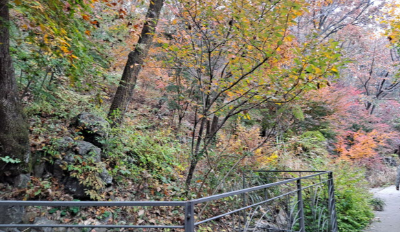 단풍명소_화담숲_자작나무숲