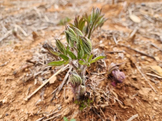 땅두릅 관련 사진