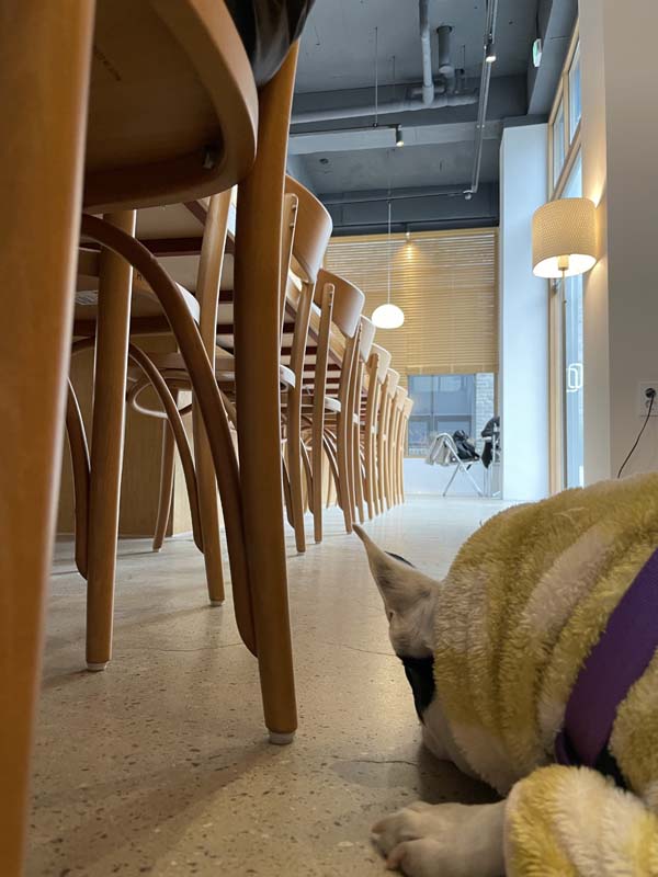 카시아 대형 테이블 밑 팝스