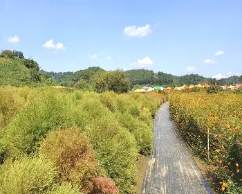 연천 국화축제_20