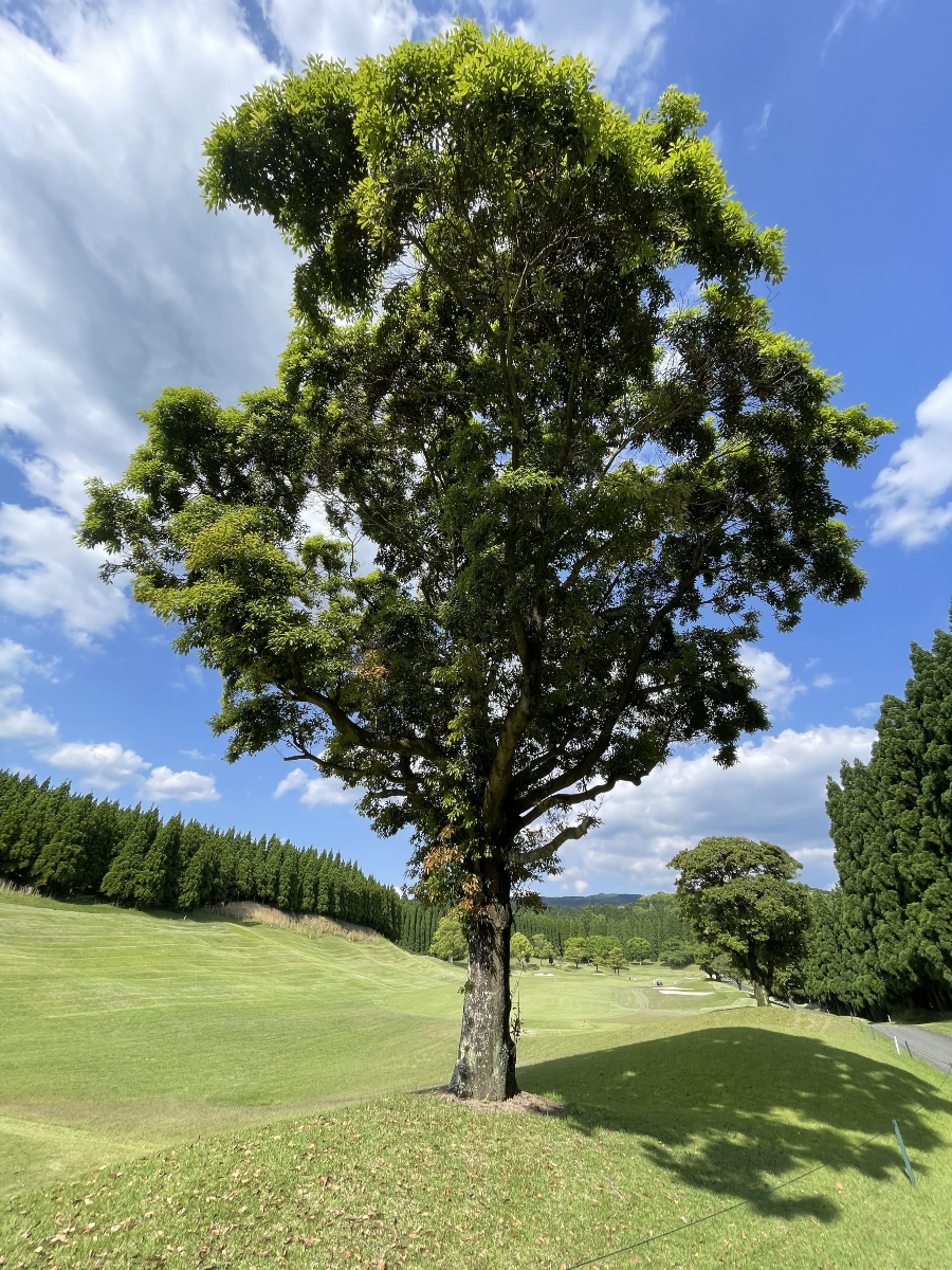 아소 오즈 골프 클럽 나무들