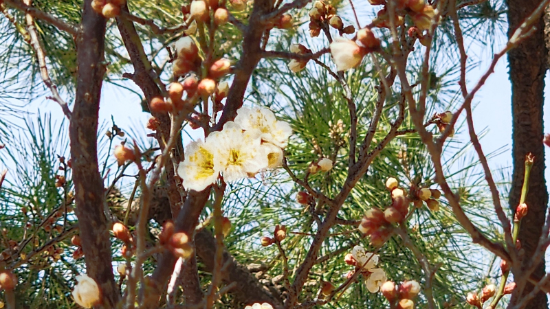첫매화 부산 복천고분