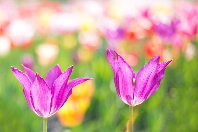 네이버 바로가기 사진