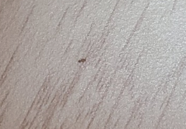 새 집 벌레 먼지다듬이 퇴치방법