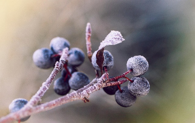 아로니아 효능(먹는 법&amp;#44; 부작용&amp;#44; 분말 복용법&amp;#44; 가격)