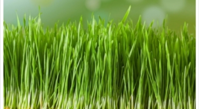 새싹보리이미지