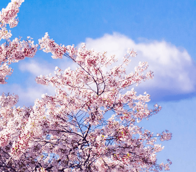 진해 축제 장소 총정리! 코스별 추천은?