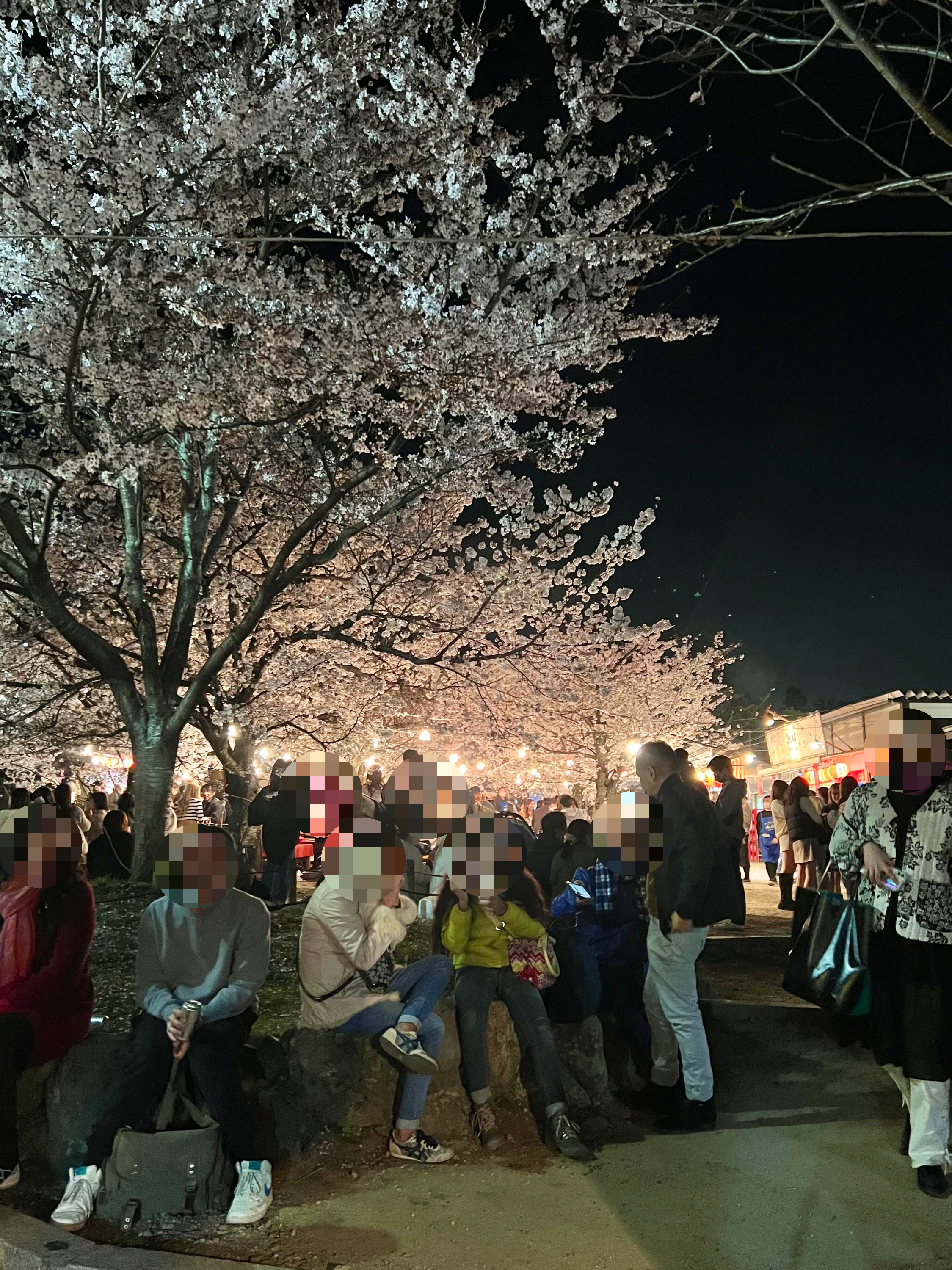 교토 밤 벚꽃 마루야마공원