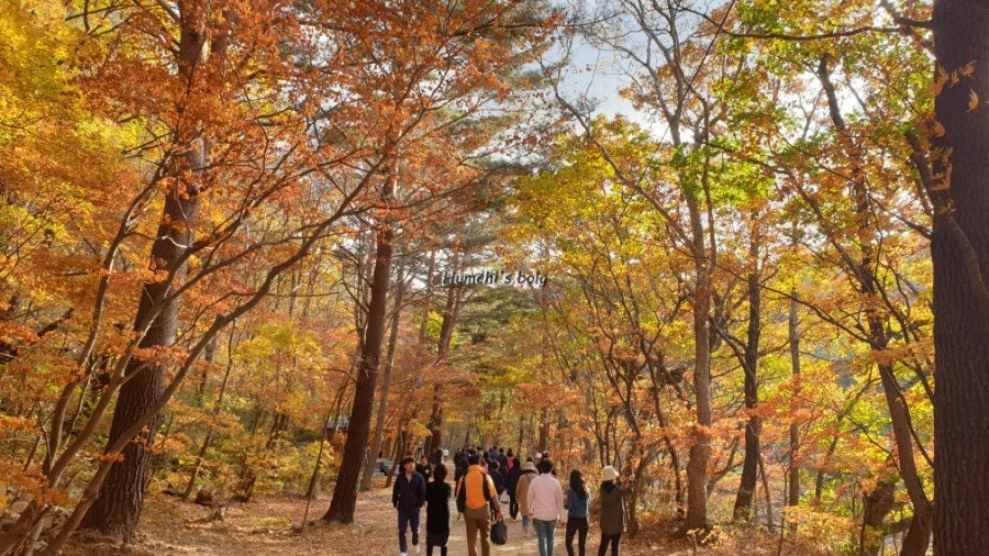 홍천은행나무숲-2