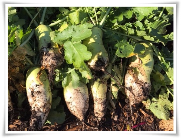 "김장 무, 직접 길러보세요!" 초보자도 성공할 수 있는 쉬운 재배 가이드!