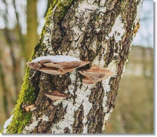 말굽버섯 효능 및 활성 성분 먹는 법과 주의점