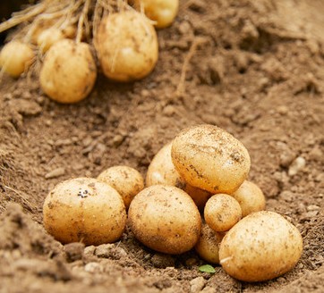 감자심는 시기 및 방법 완벽 가이드 - 간격, 물주기, 깊이, 수확시기