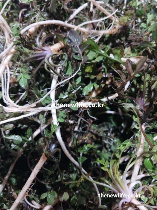 냉이 효능의 간 기능 개선에 도움을 주는 콜린 성분을 보여주는 냉이 실사진