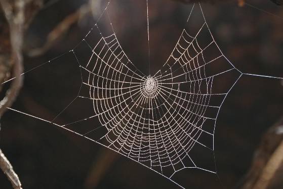 러브버그 방역&amp;#44; 정부 대책부터 개인 퇴치법까지 총정리