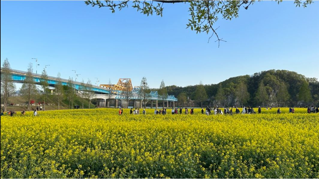 창녕 유채꽃축제.낙동강 유채축제_2023년.행사안내