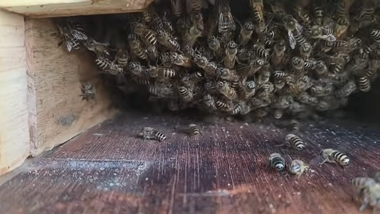 7년 차 양봉인의 실전 기록: 양봉 피해 예방부터 설통 제작 비법