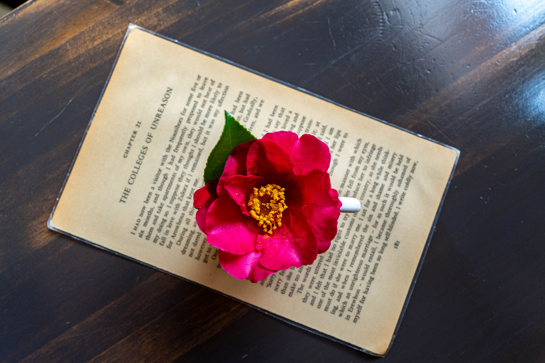 제주 애월 카페 꽃향유