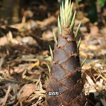 죽순 채취 시기