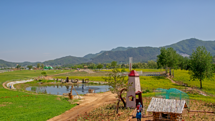 철원 고석정 꽃밭축제