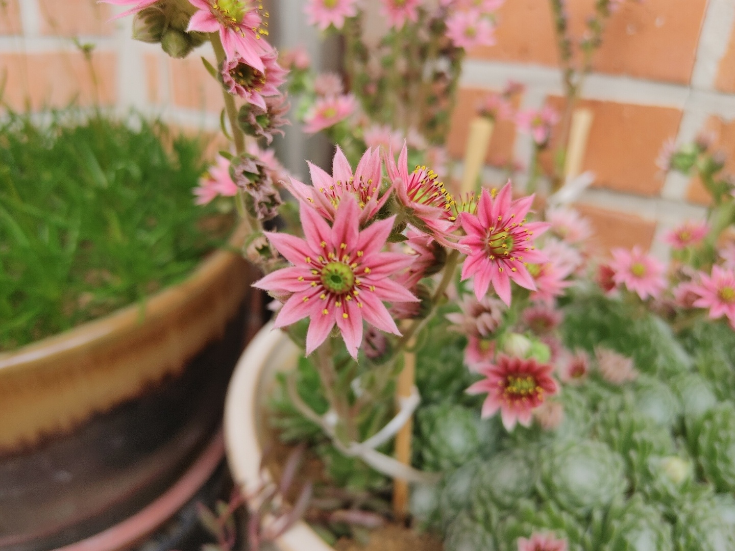 다육식물, 바위 거미솔 꽃