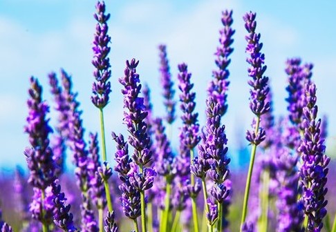 수면에 좋은 차 추천