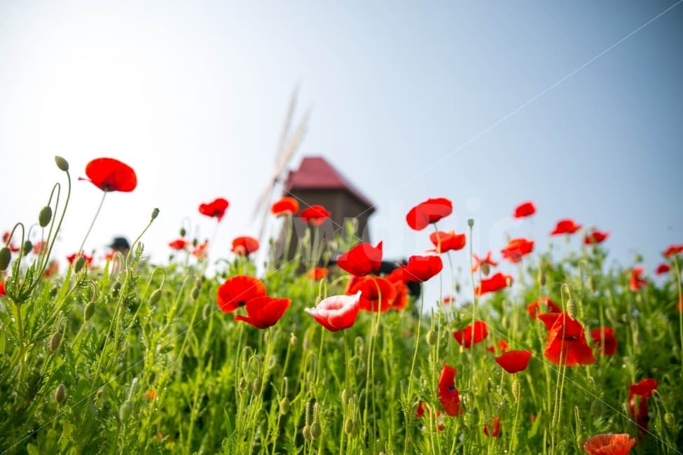 자연 치유를 위한 하루 10분 루틴: 몸과 마음을 정화하는 습관