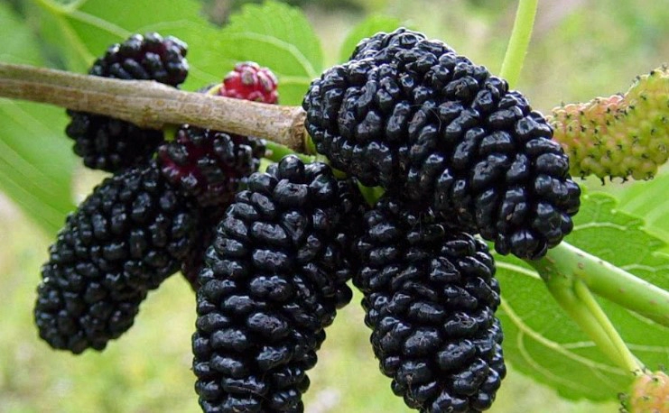 오디먹는법 7가지