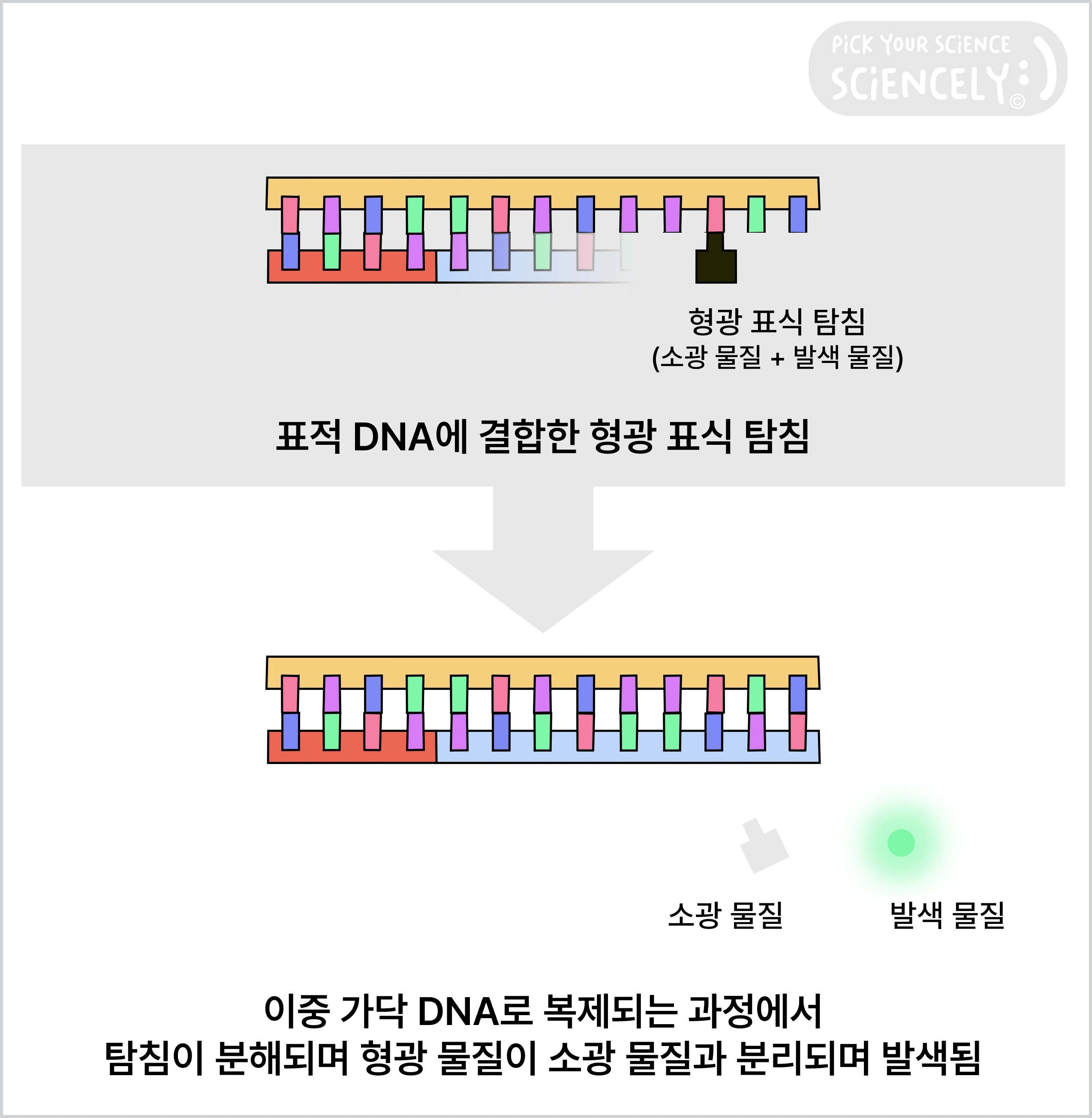 실시간 PCR, 형광 표식 탐침