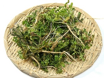 냉이 효능 부작용