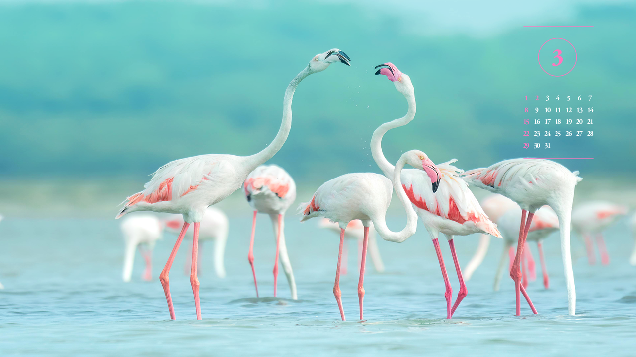 06 고개를 든 플라밍고 A - 2026년3월 달력배경화면
