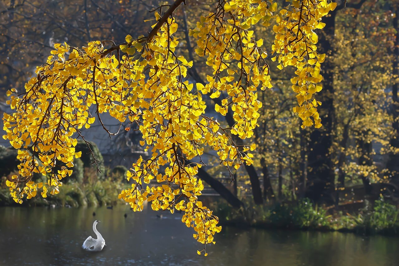 에버랜드 은행 나무 숲 예약 방법, 주차 셔틀 정보