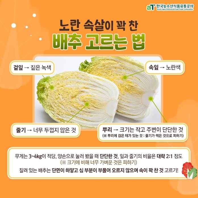 김장김치재료-좋은-배추