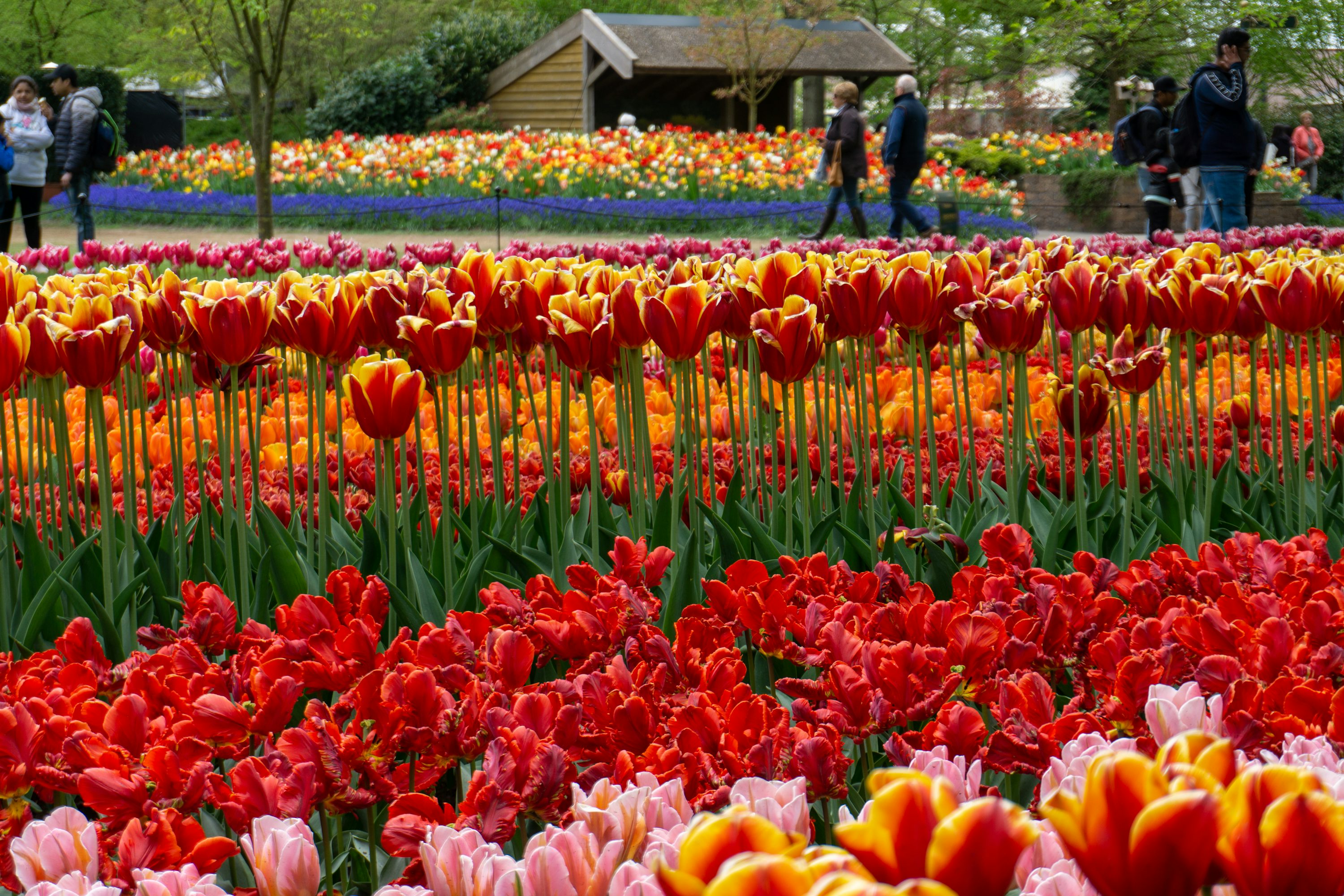 Netherlands tulips