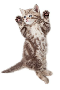 배에 부풀어 오른 일어선 새끼 고양이.