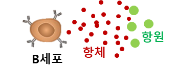 B세포