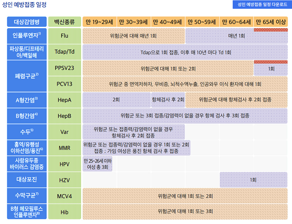 성인예방접종일정
