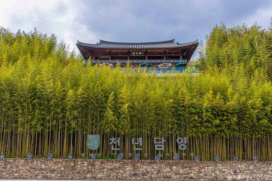 담양 메타세콰이어길