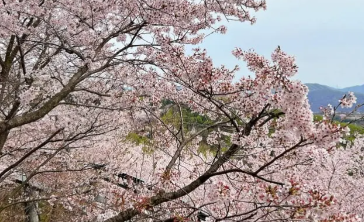 2026 화담숲 봄시즌 예약방법 시즌 기간 모노레일 입장료 꿀팁 정리