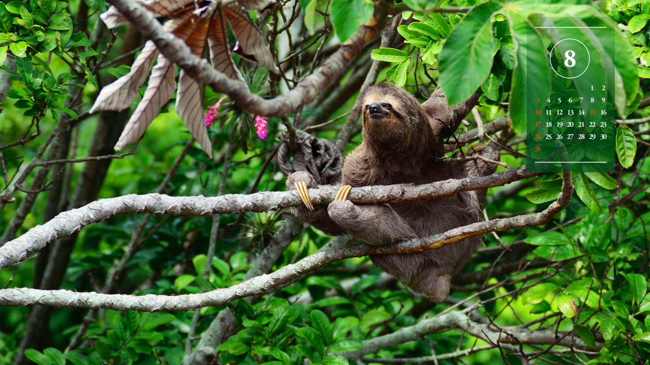 14 세발가락 나무늘보 A - 2025년8월 노트북배경화면